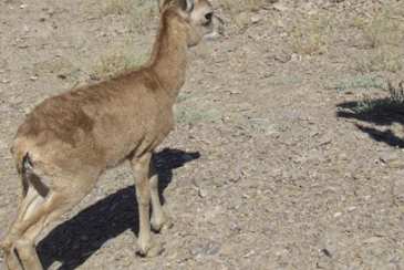 بازدید جمعی از کارکنان کارخانه سیمان باقران از مناطق حفاظت شده درمیان و پاکسازی محیط زیست