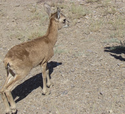 بازدید جمعی از کارکنان کارخانه سیمان باقران از مناطق حفاظت شده درمیان  و  پاکسازی محیط زیست